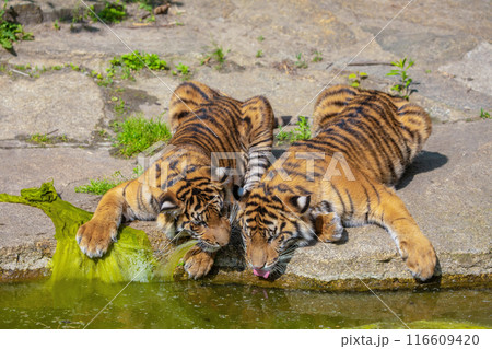 critically endangered Sumatran tiger critically endangered Sumatran tiger 116609420