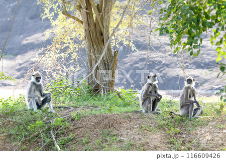 black faced grey langur monkey in Yala National Park, Sri Lanka black faced grey langur monkey in Yala National Park, Sri Lanka 116609426