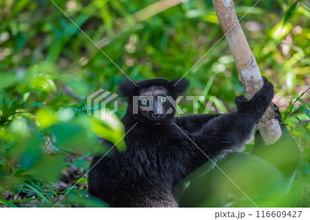 Lemur Indri indri, babakoto largest lemur from Madagascar Lemur Indri indri, babakoto largest lemur from Madagascar 116609427
