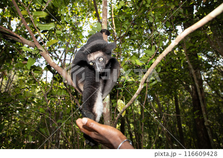 Lemur Indri indri, babakoto largest lemur from Madagascar Lemur Indri indri, babakoto largest lemur from Madagascar 116609428