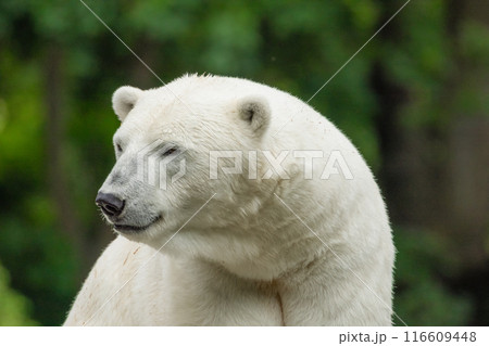 Polar Bear takes a rest Polar Bear takes a rest 116609448