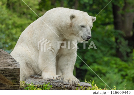 Polar Bear takes a rest Polar Bear takes a rest 116609449