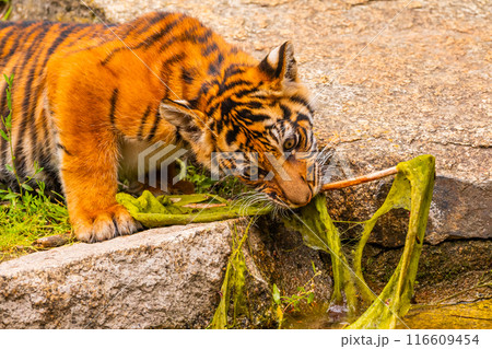 Sumatran tiger family with two little cubs 116609454