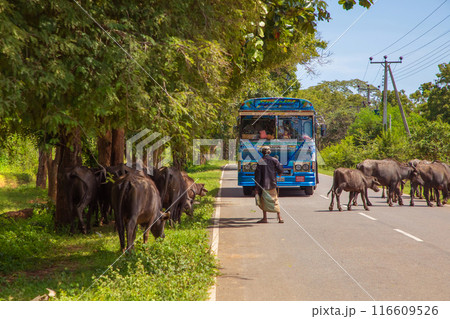 traditional colorful Sri Lankan bus on road traditional colorful Sri Lankan bus on road 116609526