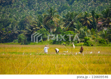 several unrecognizable men working in rice field 116609546