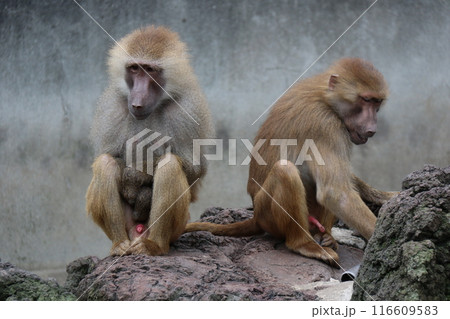 マントヒヒ 116609583