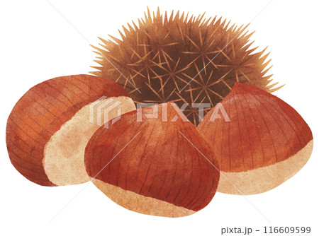 栗といがぐりの秋イメージイラスト 栗といがぐりの秋イメージイラスト 116609599