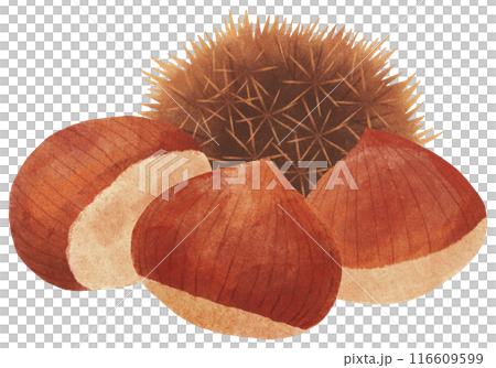 栗といがぐりの秋イメージイラスト 栗といがぐりの秋イメージイラスト 116609599