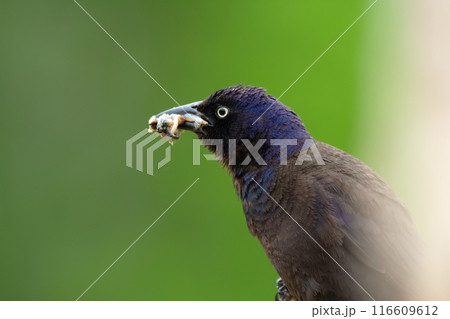 Common grackle with full mouth of worms sitting on reeds. 116609612