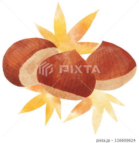 紅葉と栗の秋イメージイラスト　水彩タッチ 116609624