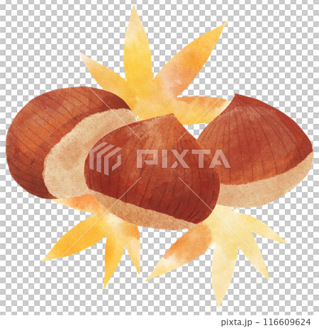 紅葉と栗の秋イメージイラスト　水彩タッチ 116609624