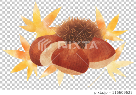 秋天的樹葉和栗子的秋天圖像插圖（帶毛刺）水彩觸摸 116609625
