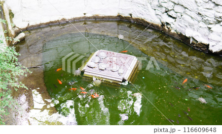 asian fish nature background carp red koi colorful japan animal beautiful gold water asian fish nature background carp red koi colorful japan animal beautiful gold water 116609648