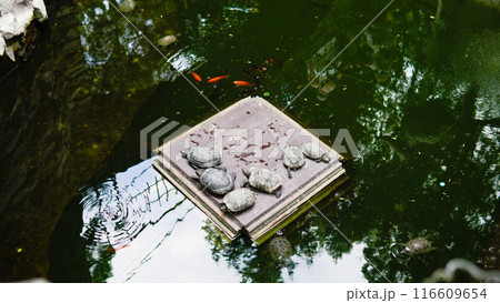 animal red japan water carp colorful background asian gold fish beautiful nature koi 116609654