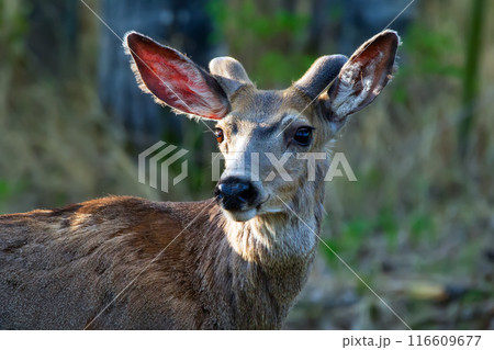 Mule deer with little velvet horns is in the summer forest. 116609677