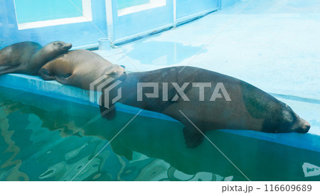 beach cute seal wild marine mammal nature animal wildlife sea water ocean face beach cute seal wild marine mammal nature animal wildlife sea water ocean face 116609689