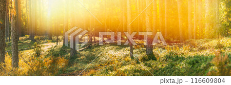 Sun Shining Through Forest Trees Woods. Sunset Sunrise In Summer Forest Landscape. Panoramic Pine Forest On Bright Sunny Autumn Day. Forest Bathed In Sun. Copy Space, Copy-space. Merry Autumn Season 116609804