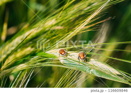 Insects Pest Of Agricultural Crops Grain Beetles On Wheat Ear On Background Of Wheat Field. Bread Beetle, Or Kuzka Anisoplia Austriaca Is Beetle Of Lamellar Family, Dangerous Pest Of Cereals 116609846