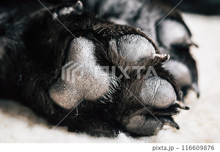 Small baby Funny pet labrador dog animal during seasonal activity. beautiful breed dog funny labrador outdoor pedigree pet portrait purebred. Small baby Funny pet labrador dog animal during seasonal activity. beautiful breed dog funny labrador outdoor pedigree pet portrait purebred. 116609876