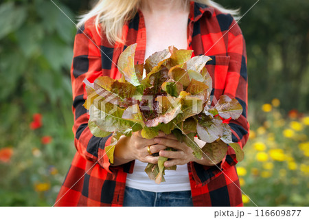 A gardener with a bunch of brown and green lettuce in the blooming garden. 116609877