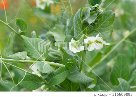 White flowers of peas with green foliage in summer garden. White flowers of peas with green foliage in summer garden. 116609893