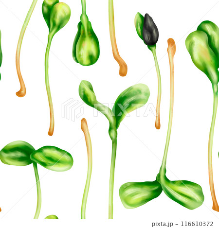Seamless pattern with steam of micro-green sunflower. Young seed seedlings, farming vegetable, horticulture and agronomy. Legumes for gardening, ingredients for cooking. Digital isolated illustration Seamless pattern with steam of micro-green sunflower. Young seed seedlings, farming vegetable, horticulture and agronomy. Legumes for gardening, ingredients for cooking. Digital isolated illustration 116610372