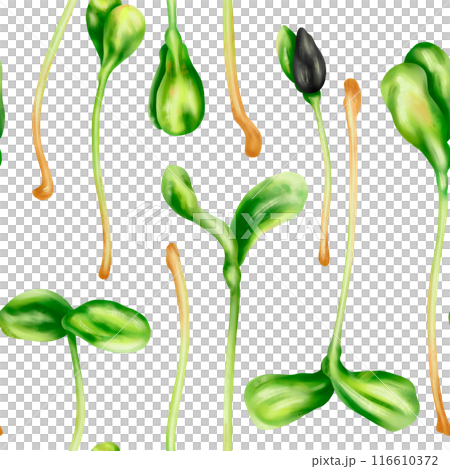 Seamless pattern with steam of micro-green sunflower. Young seed seedlings, farming vegetable, horticulture and agronomy. Legumes for gardening, ingredients for cooking. Digital isolated illustration Seamless pattern with steam of micro-green sunflower. Young seed seedlings, farming vegetable, horticulture and agronomy. Legumes for gardening, ingredients for cooking. Digital isolated illustration 116610372