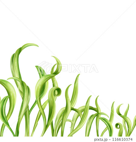 A composition of young green sprouting spinach sprouts from seeds. Organic microgreens for nutrition, salads. Agriculture, cultivation of garden plants and flowers. Digital isolated illustration A composition of young green sprouting spinach sprouts from seeds. Organic microgreens for nutrition, salads. Agriculture, cultivation of garden plants and flowers. Digital isolated illustration 116610374