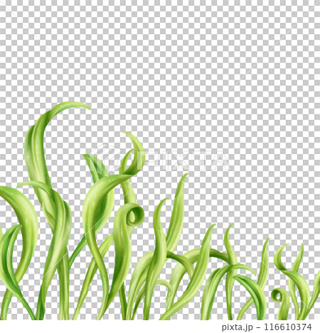 A composition of young green sprouting spinach sprouts from seeds. Organic microgreens for nutrition, salads. Agriculture, cultivation of garden plants and flowers. Digital isolated illustration A composition of young green sprouting spinach sprouts from seeds. Organic microgreens for nutrition, salads. Agriculture, cultivation of garden plants and flowers. Digital isolated illustration 116610374