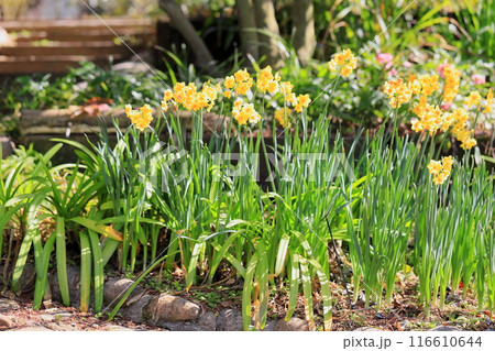 黄色の水仙　タリア 116610644