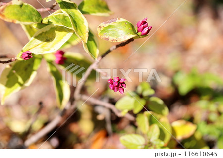 ジンチョウゲの花芽 116610645