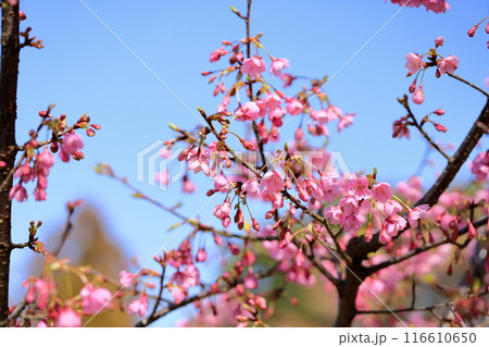 早咲き桜 カワヅザクラの花 早咲き桜 カワヅザクラの花 116610650