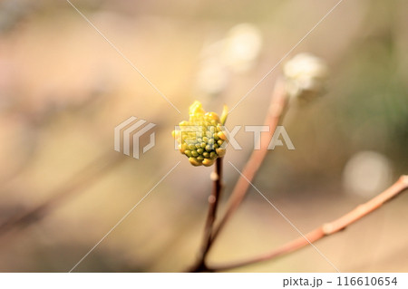 ミツマタの花 116610654