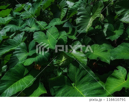 green taro leaf nature abstract background texture  116610791