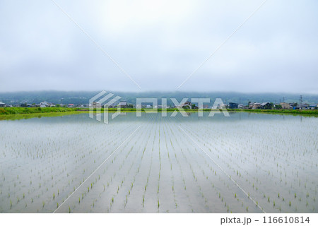 【朝霧】初夏の安曇野【北安曇郡池田町】 116610814