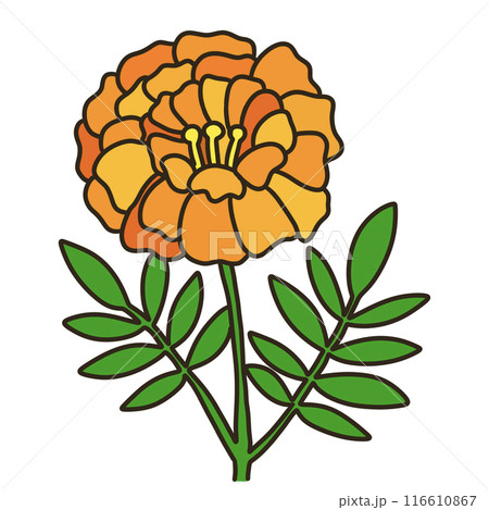マリーゴールド マリーゴールド 116610867