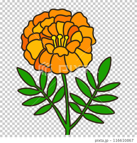 マリーゴールド マリーゴールド 116610867