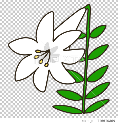 easter lily 116610869