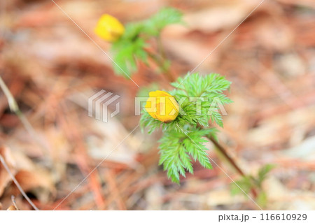 福寿草の花 福寿草の花 116610929
