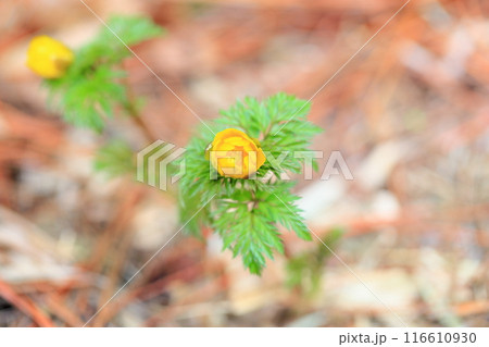 福寿草の花 116610930