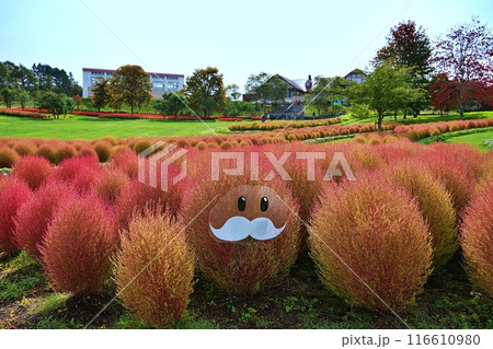 北海道由仁町の庭園　ゆにガーデン　コキアの紅葉 116610980