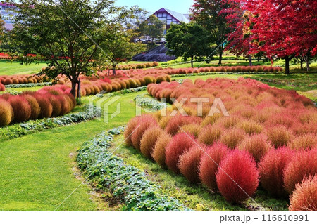 北海道由仁町の庭園　ゆにガーデン　コキアの紅葉 116610991