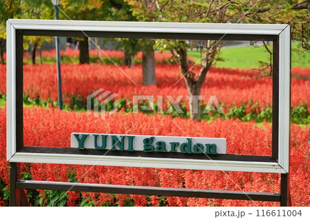 北海道由仁町の庭園　ゆにガーデン　コキアの紅葉 116611004