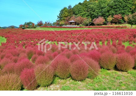 北海道由仁町の庭園　ゆにガーデン　コキアの紅葉 116611010