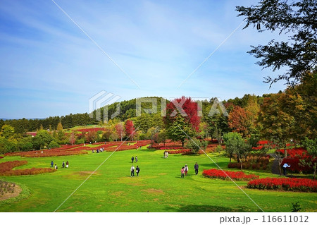 北海道由仁町の庭園 ゆにガーデン コキアの紅葉 北海道由仁町の庭園 ゆにガーデン コキアの紅葉 116611012