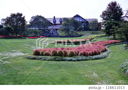 北海道由仁町の庭園 ゆにガーデン コキアの紅葉 北海道由仁町の庭園 ゆにガーデン コキアの紅葉 116611013