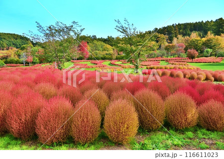 北海道由仁町の庭園　ゆにガーデン　コキアの紅葉 116611023