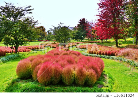 北海道由仁町の庭園 ゆにガーデン コキアの紅葉 北海道由仁町の庭園 ゆにガーデン コキアの紅葉 116611024