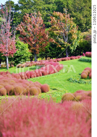 北海道由仁町の庭園 ゆにガーデン コキアの紅葉 北海道由仁町の庭園 ゆにガーデン コキアの紅葉 116611025