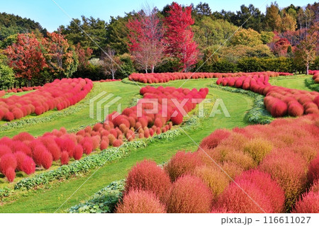 北海道由仁町の庭園 ゆにガーデン コキアの紅葉 北海道由仁町の庭園 ゆにガーデン コキアの紅葉 116611027